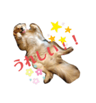 ゴールデンレトリバー ルナ2（個別スタンプ：12）