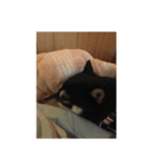 可愛いココ（個別スタンプ：1）