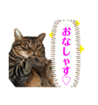 龍之介と茶太郎のスタンプ（個別スタンプ：13）