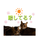 龍之介と茶太郎のスタンプ（個別スタンプ：15）