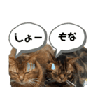 龍之介と茶太郎のスタンプ（個別スタンプ：16）