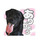 毎日使える、ラブラドール 、ゴールデン（個別スタンプ：1）