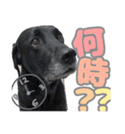 毎日使える、ラブラドール 、ゴールデン（個別スタンプ：9）