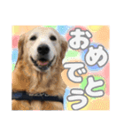 毎日使える、ラブラドール 、ゴールデン（個別スタンプ：14）