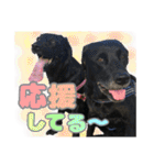 毎日使える、ラブラドール 、ゴールデン（個別スタンプ：15）