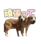 毎日使える、ラブラドール 、ゴールデン（個別スタンプ：20）