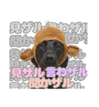 毎日使える、ラブラドール 、ゴールデン（個別スタンプ：29）