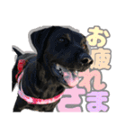 毎日使える、ラブラドール 、ゴールデン（個別スタンプ：34）