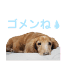 愛犬めいちゃんのスタンプ3（個別スタンプ：1）