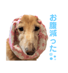 愛犬めいちゃんのスタンプ3（個別スタンプ：2）