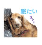 愛犬めいちゃんのスタンプ3（個別スタンプ：3）