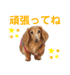 愛犬めいちゃんのスタンプ3（個別スタンプ：4）
