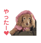 愛犬めいちゃんのスタンプ3（個別スタンプ：5）