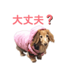 愛犬めいちゃんのスタンプ3（個別スタンプ：6）