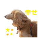 愛犬めいちゃんのスタンプ3（個別スタンプ：7）