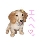 愛犬めいちゃんのスタンプ3（個別スタンプ：8）