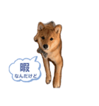 豆柴 てん（個別スタンプ：1）