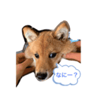 豆柴 てん（個別スタンプ：3）