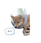 豆柴 てん（個別スタンプ：4）