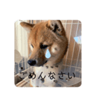 豆柴 てん（個別スタンプ：8）