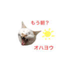 ponyo365（個別スタンプ：5）