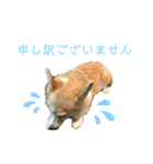 モコです。コーギーです。（個別スタンプ：3）