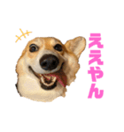 モコです。コーギーです。（個別スタンプ：4）