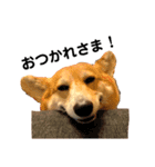 モコです。コーギーです。（個別スタンプ：7）