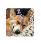 モコです。コーギーです。（個別スタンプ：12）
