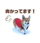 モコです。コーギーです。（個別スタンプ：14）