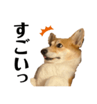 モコです。コーギーです。（個別スタンプ：16）