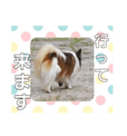 ワンコ王子シャイちゃん4（個別スタンプ：7）
