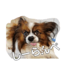 ワンコ王子シャイちゃん4（個別スタンプ：9）