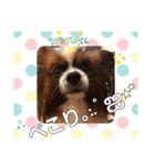 ワンコ王子シャイちゃん4（個別スタンプ：13）