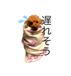 トイプードル 春雨くん（個別スタンプ：4）