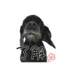コッカーとセッター（個別スタンプ：1）