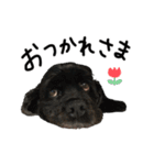 コッカーとセッター（個別スタンプ：3）