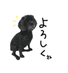 コッカーとセッター（個別スタンプ：4）