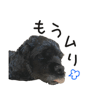 コッカーとセッター（個別スタンプ：5）