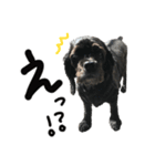 コッカーとセッター（個別スタンプ：9）