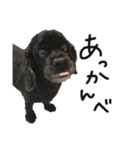 コッカーとセッター（個別スタンプ：12）