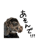 コッカーとセッター（個別スタンプ：14）