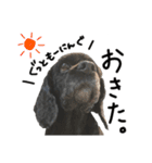 コッカーとセッター（個別スタンプ：16）