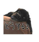 コッカーとセッター（個別スタンプ：17）