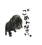 コッカーとセッター（個別スタンプ：21）