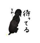 コッカーとセッター（個別スタンプ：26）