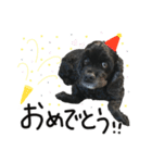 コッカーとセッター（個別スタンプ：28）