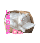 お気楽3にゃんスタンプ2（個別スタンプ：2）