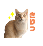 お気楽3にゃんスタンプ2（個別スタンプ：4）