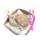 お気楽3にゃんスタンプ2（個別スタンプ：5）